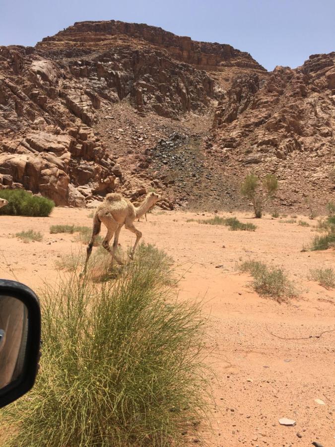 וואדי רם Jamal Rum Desert מראה חיצוני תמונה